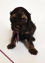 Huiskamernest cockapoo puppy’s zwart/merle/golden/blond, Dieren en Toebehoren, Overige rassen, 8 tot 15 weken, Parvo, Meerdere