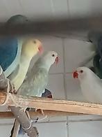 Halsband  rosella  parkieten te koop, Dieren en Toebehoren, Meerdere dieren, Parkiet, Geringd