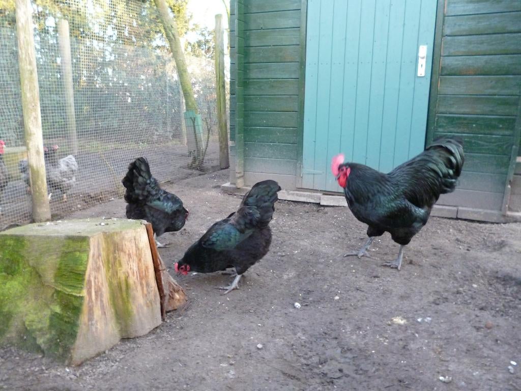 Australorp zwart broedeieren, Dieren en Toebehoren, Geslacht onbekend, Kip