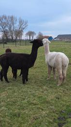 Super mooie fok alpaca merrie., Dieren en Toebehoren, Juli