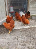 New Hampshire kriel toom en broed eieren, Dieren en Toebehoren, Pluimvee