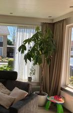 Vitrage met patroon, Ophalen, Gebruikt, Wit, 50 tot 100 cm