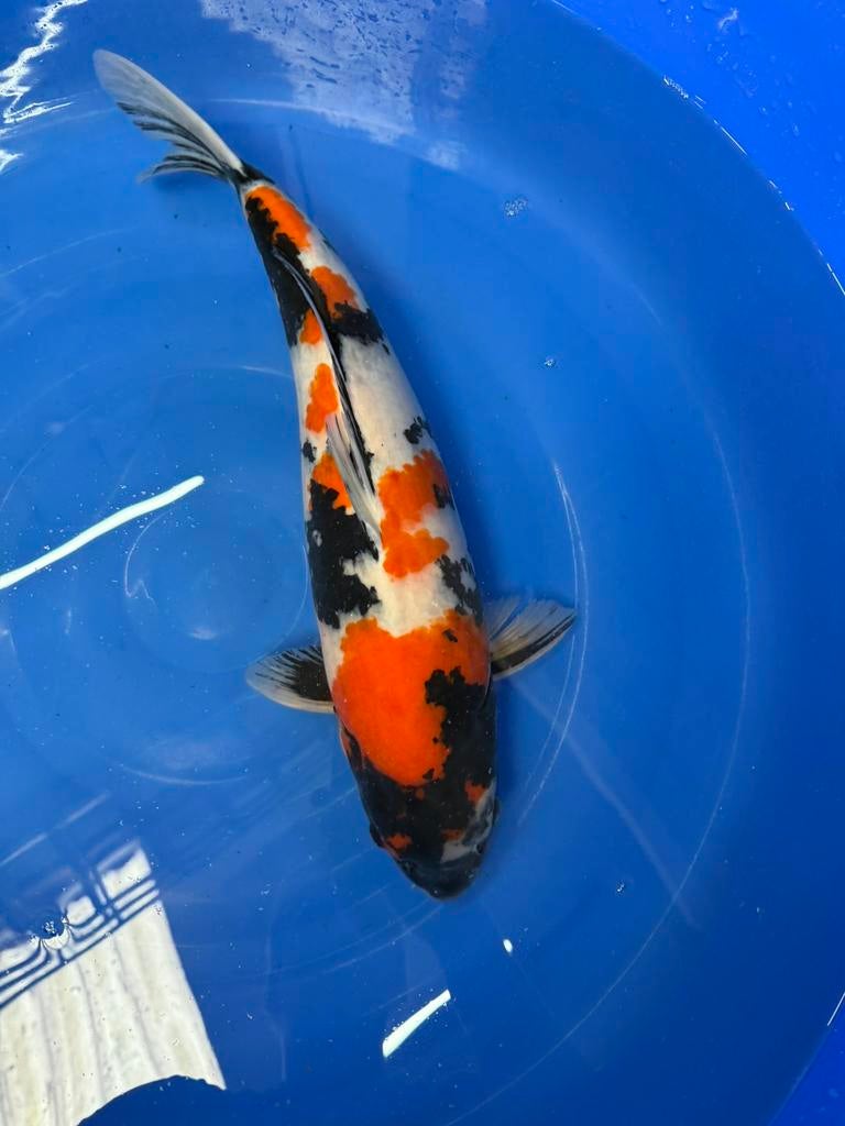 17 koi compleet bestand., Karper of Koi