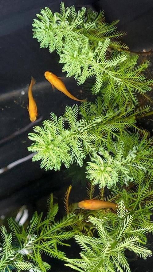 Oranje Japanse rijstvis, Medaka, mini-koi, Dieren en Toebehoren, Vissen | Aquariumvissen, Vis, Zoetwatervis, Schoolvis