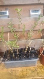 Biologische Gojiberry/gojibes stekjes, Ophalen of Verzenden, Volle zon