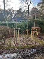 Te koop 4 moerbei bomen dakvorm :Morus alba 'Macrophylla, Tuin en Terras, Planten | Bomen, Lente, Dakboom, 250 tot 400 cm, Ophalen