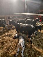 2 mooie goed ontwikkelde bonte ooien, Dieren en Toebehoren, Vrouwelijk, Schaap, 0 tot 2 jaar