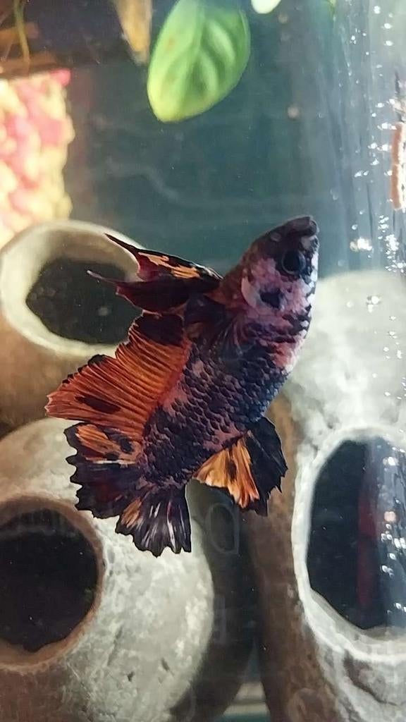 Betta kweekpaar, Vis, Zoetwatervis