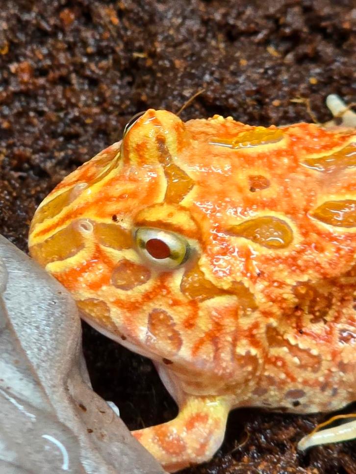 Koopzondag met vele reptielen,  activiteiten en kortingen, Dieren en Toebehoren, Reptielen en Amfibieën, Hagedis, 0 tot 2 jaar