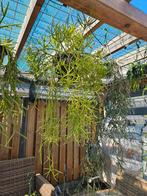 Grote Rhipsalis heteroclada forma heteroclada, Huis en Inrichting, Ophalen of Verzenden, Halfschaduw, Minder dan 100 cm