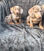 Dwergteckel pups – Isabel merle en Isabel tan ️, 8 tot 15 weken, Korthaar, Dwerg, Meerdere