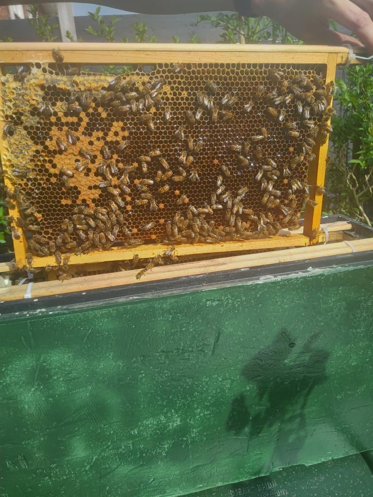 Bijenvolk broedaflegger Carnica 3-raams, Dieren en Toebehoren, Bijen