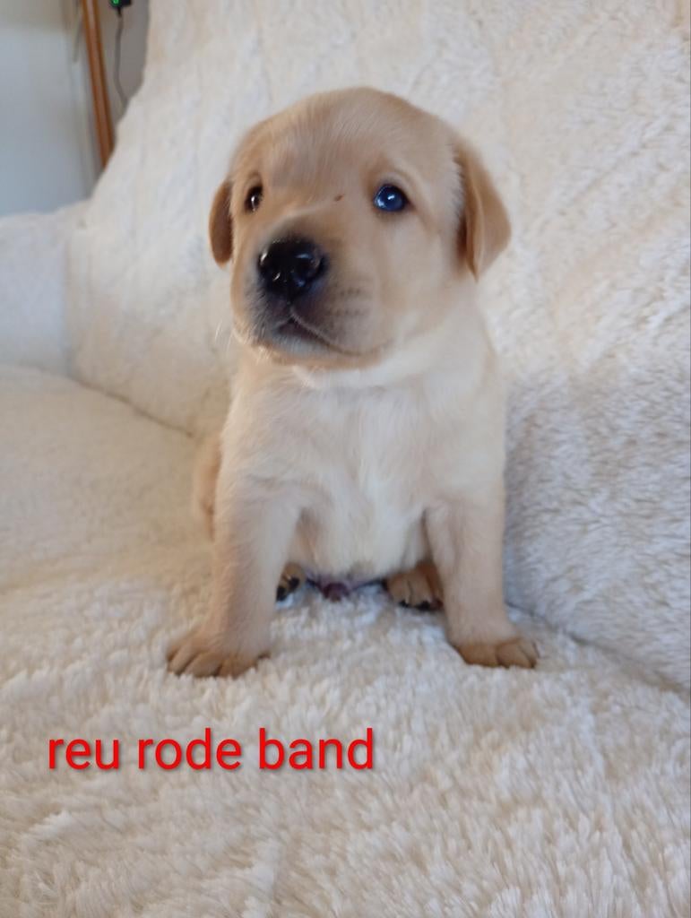 Labrador pups redfox blond, 8 tot 15 weken, Labrador retriever, Parvo, Meerdere dieren
