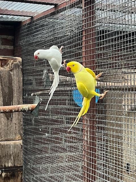 Halsbandparkiet koppel, Dieren en Toebehoren, Vogels | Parkieten en Papegaaien, Meerdere dieren, Parkiet, Geringd