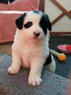 Australian shepherd /friese stabij pups, 8 tot 15 weken, Meerdere, Nederland, Particulier