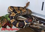 0.1 volwassen BCC surinaamse roodstaart, Boa constrictor, Dieren en Toebehoren, Slang