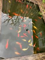 Vijver vissen goudvissen, Dieren en Toebehoren, Vissen | Vijvervissen, Goudvis(sen)