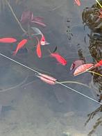 Goudvissen/ goudwindes, Ophalen of Verzenden, Nieuw