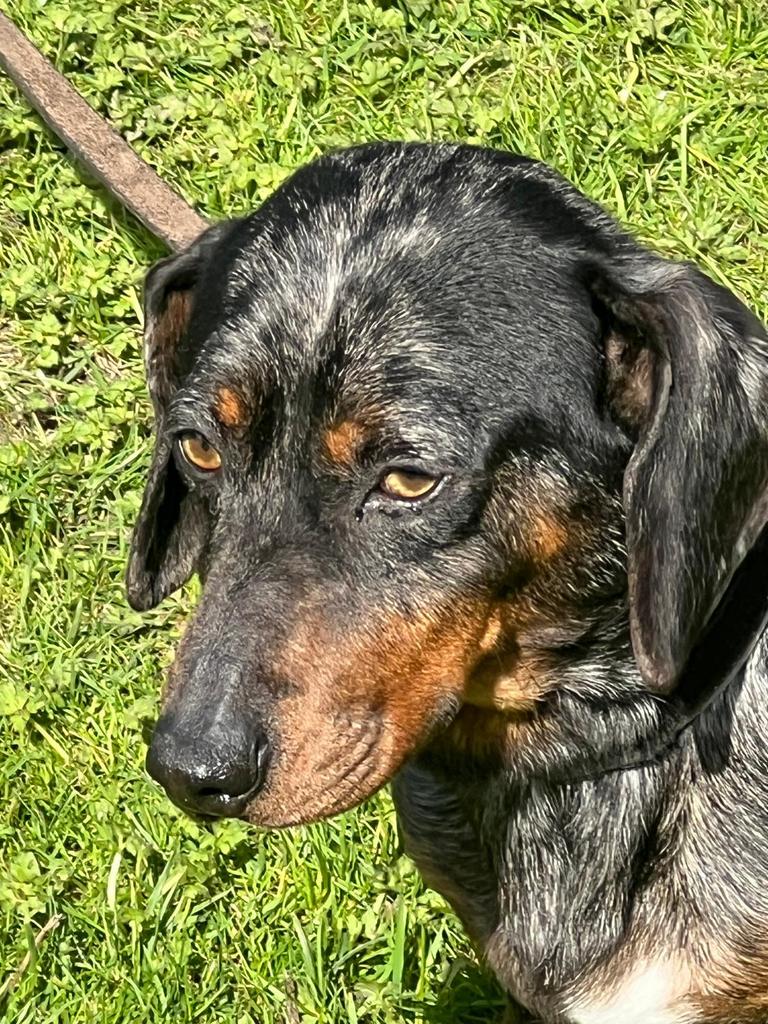 Mooie standaard dekreu, Dieren en Toebehoren, Honden | Teckels en Dashonden, Standaard, Reu, Korthaar, Parvo