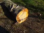 Grote boomstam voor haardhout of decoratie, Tuin en Terras, Haardhout, Minder dan 3 m³, Ophalen, Overige houtsoorten, Stammen