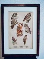 Litho Floericke Haviks- Ruigpoot- Kerk- Steen uil 1922, Antiek en Kunst, Kunst | Litho's en Zeefdrukken, Ophalen of Verzenden