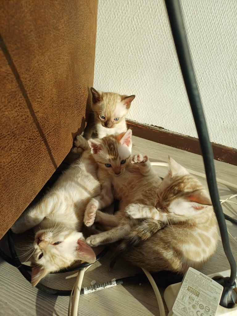 Sneeuw Bengaalse kittens te koop, Dieren en Toebehoren, Katten en Kittens | Overige Katten