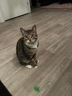 Kater opzoek naar een nieuw huisje, Kater, Kortharig, 0 tot 2 jaar