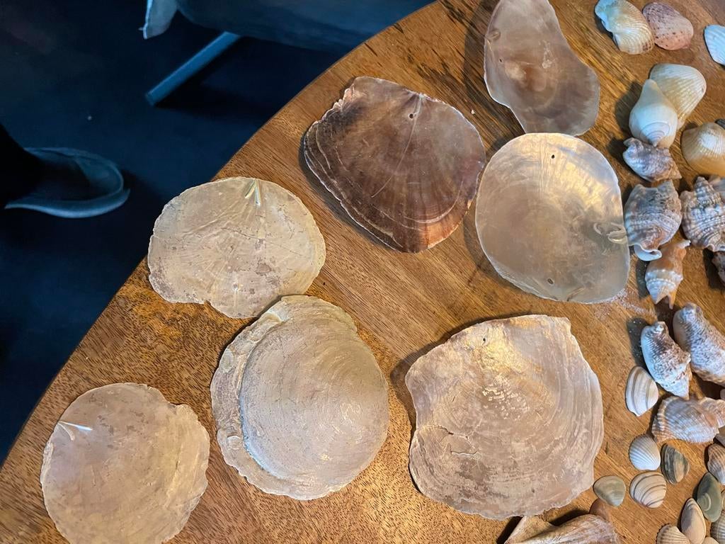 Heelveel Natuurlijke Capiz schelpen, Ophalen of Verzenden, Schelp(en)