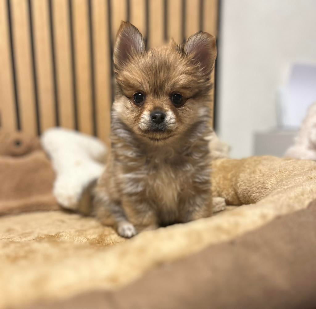 Pomchi pup reutje pomeriaan x chihuahua puppy 💙🐾, Reu, 8 tot 15 weken, Parvo, Eén hond