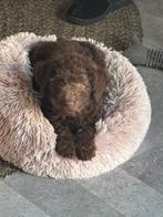 Labradoodle pup, 8 tot 15 weken, Teef, Parvo, Eén hond