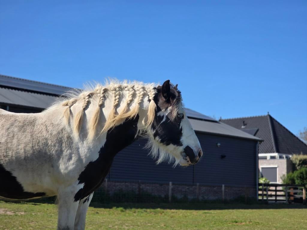 Bijrijder gezocht, Ophalen, Nieuw, Dressuur