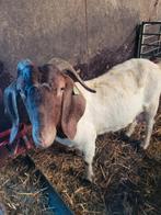 Raszuivere Boergeit met boergeitje, Dieren en Toebehoren, Schapen, Geiten en Varkens, Vrouwelijk, Geit