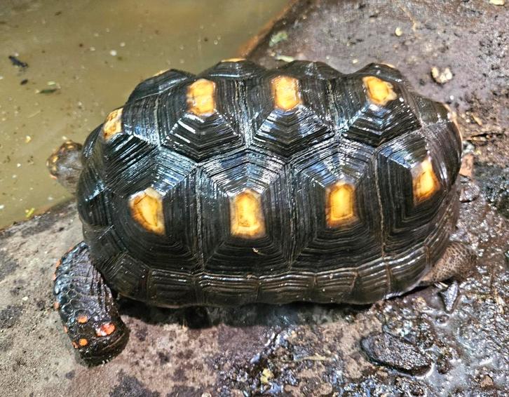 Volwassen vrouw + eenjarige Kolenbrander schildpad te koop, Dieren en Toebehoren, Reptielen en Amfibieën, Schildpad