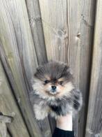 Pomeriaan pups, Parvo, Overige rassen, 8 tot 15 weken, Meerdere