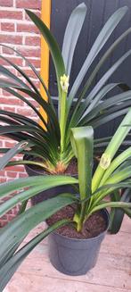 clivia, Ophalen, Overige soorten, Halfschaduw, Minder dan 100 cm