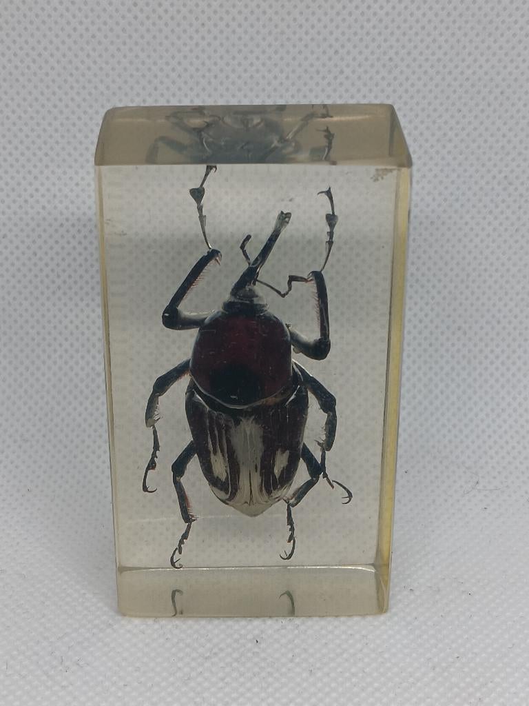 Insect / Bamboekever in de Hars, Verzamelen, Dierenverzamelingen, Ophalen of Verzenden, Gebruikt, Insect, Overige typen