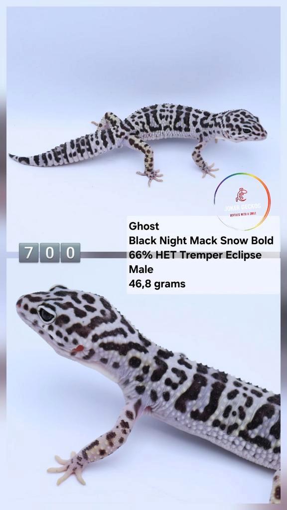 luipaardgekko Eublepharis macularius JOKERGECKOS Leopard Gecko - male for sale from Tamara
