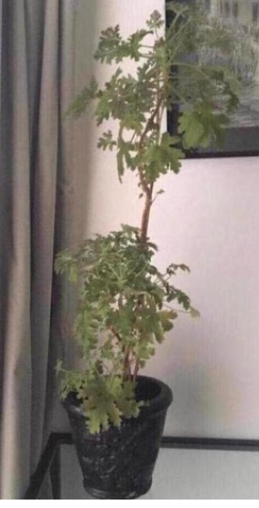 Zwarte terracota pot bloempot met reliëf ovaal bio planten, Tuin en Terras, Bloempotten, Gebruikt, Terracotta, Binnen, Minder dan 40 cm