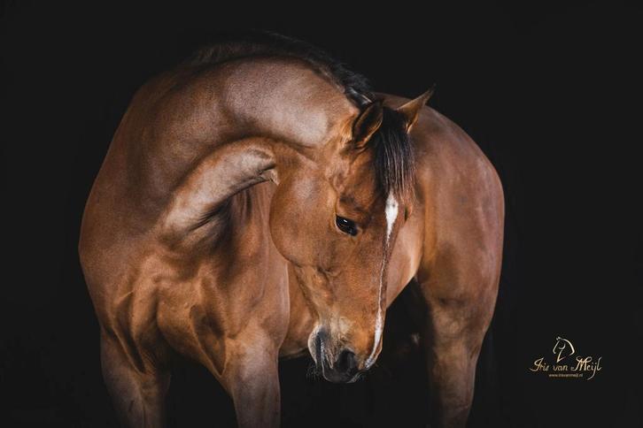 Weidemaatje, Dieren en Toebehoren, Paarden, Ruin, 165 tot 170 cm, 11 jaar of ouder, Recreatiepaard