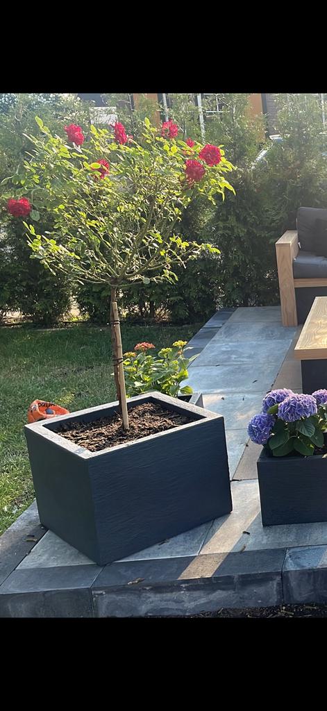 2 rozen boompjes ( roos op stam ), Ophalen of Verzenden, Overige soorten, Volle zon