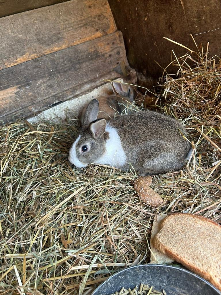 2 kleine bonte konijntjes ( vrouwtjes ), Vrouwelijk, Klein, 0 tot 2 jaar