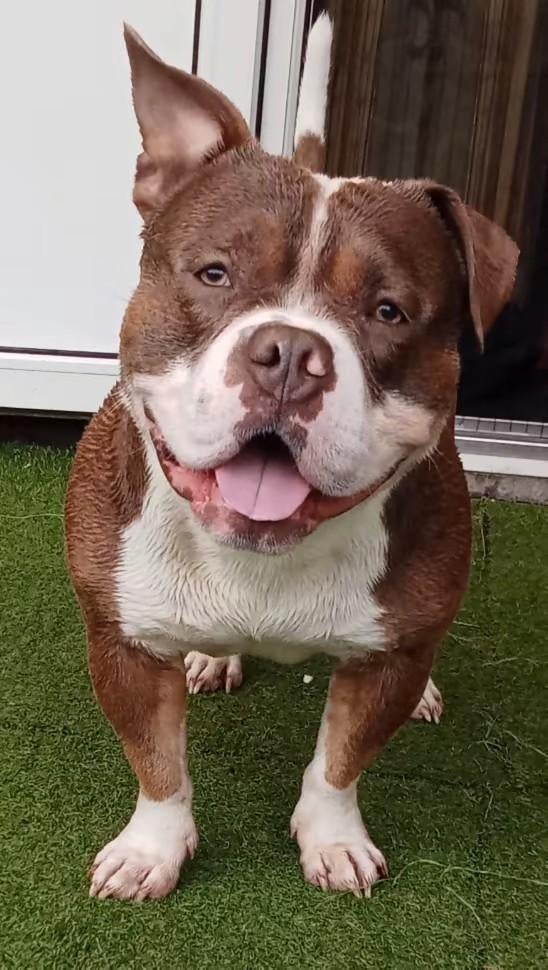 Dekreu aangeboden (lees omschrijving), Dieren en Toebehoren, Honden | Dekreuen, Reu, Parvo, Eén hond, 3 tot 5 jaar