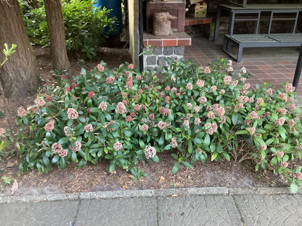 Te koop skimmia planten, Tuin en Terras, Vaste plant, Halfschaduw, Lente, Ophalen