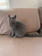 Brits korthaar, Poes