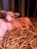 Swifter Schaap ram lammeren te koop, Dieren en Toebehoren, Schapen, Geiten en Varkens, Mannelijk, Schaap, 0 tot 2 jaar