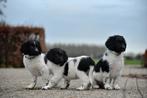 Prachtige friese stabij pups, Overige rassen, 8 tot 15 weken, Meerdere, Meerdere dieren
