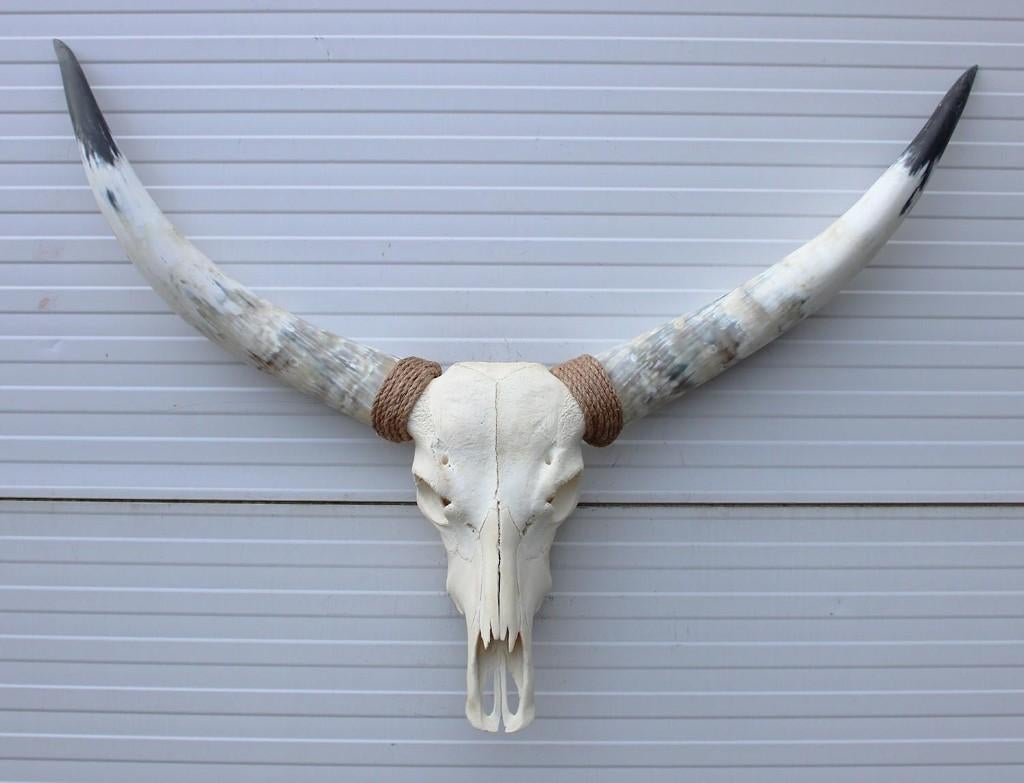Grote schedel TEXAS STYLE LONGHORN 120 cm - ref. H