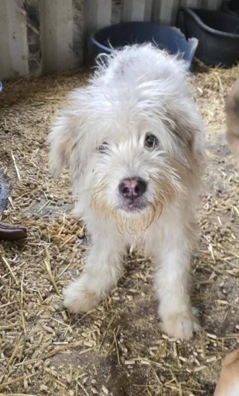 Jimmy zoekt baasje, Dieren en Toebehoren, Particulier, 15 weken tot 1 jaar, Reu, Buitenland