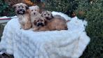 Boomer pups, Parvo, Nederland, Overige rassen, 8 tot 15 weken