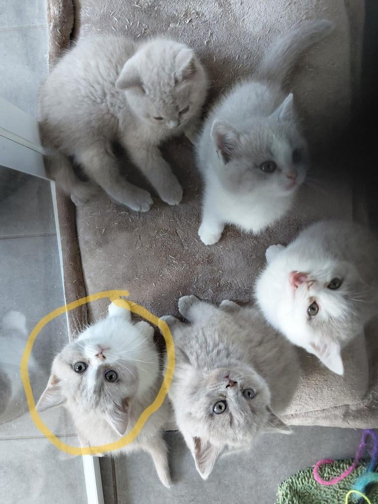 Prachtige Britse Korthaar kittens met stamboom., Dieren en Toebehoren, Meerdere dieren, Met stamboom